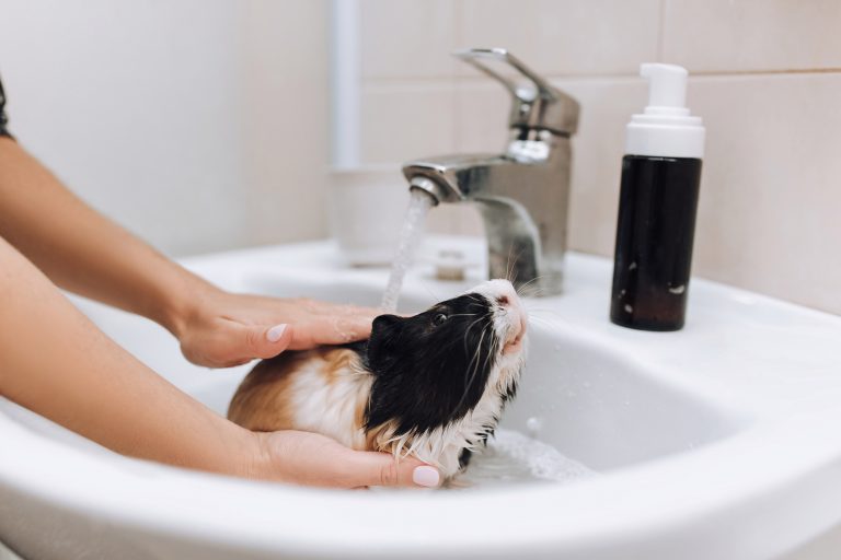 Bathing a Guinea Pig