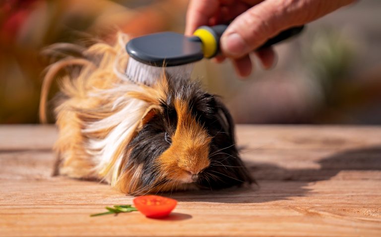 Brushing a Guinea Pig