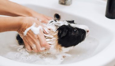 Guinea Pig Being Bathed in a Sink