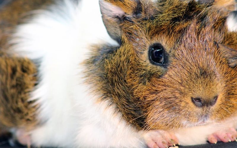 Featured Image - GO-0029 - guinea pig ringworm