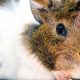 Featured Image - GO-0029 - guinea pig ringworm