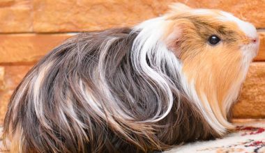 Featured Image - silkie guinea pig