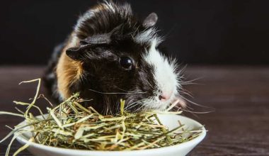 Guinea Pig Eating Hay on a Bowl