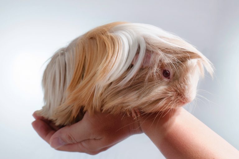 Guinea Pig Resting on a Hand