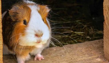 travel case guinea pig