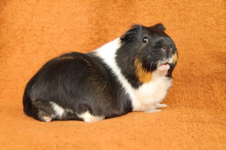 Guinea Pig on a Blanket
