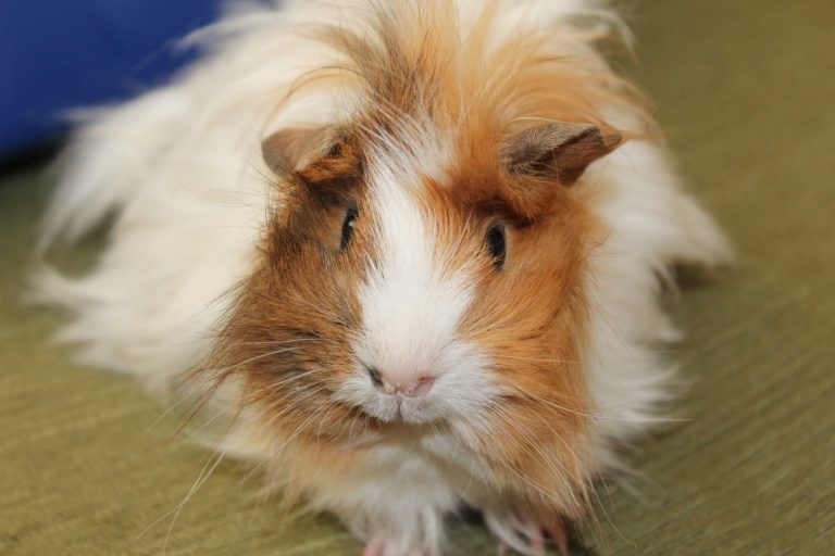 Guinea Pig on a Floor