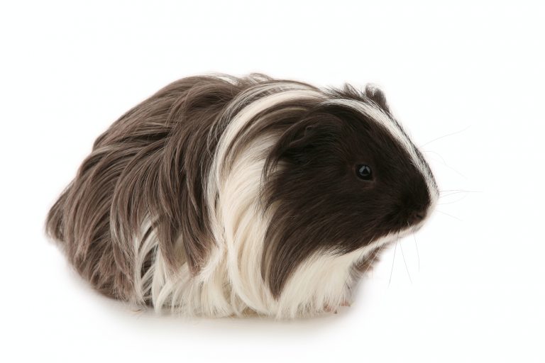 Silkie Guinea Pig on White Background