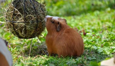 Guinea pig eating from a hay ball