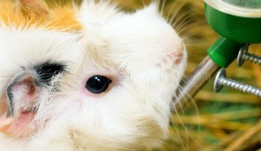 Guinea pig drinking from a bottle
