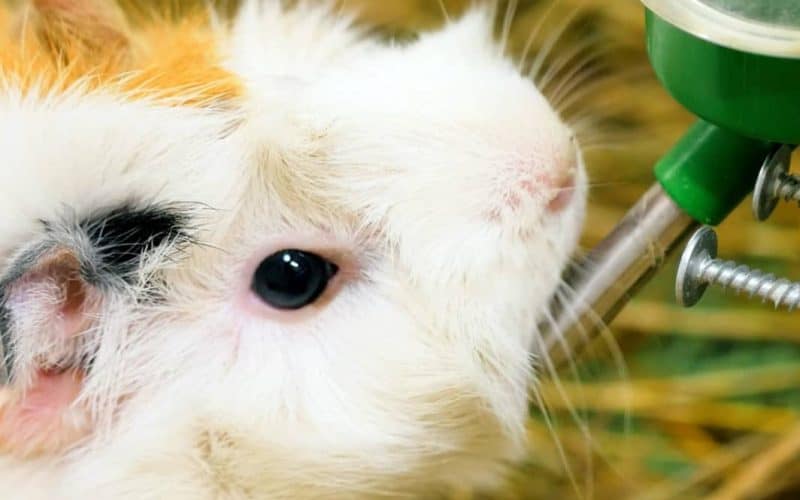 Guinea pig drinking from a bottle