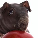 skinny guinea pig - chapter I