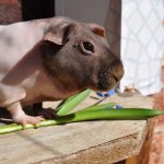 skinny guinea pig - chapter II