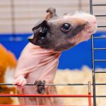 skinny guinea pig - chapter IV