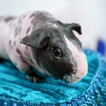 skinny guinea pig - chapter V