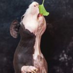 skinny guinea pig - chapter VI