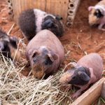 skinny guinea pig - chapter VII