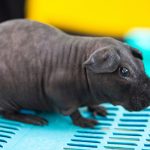 skinny guinea pig - chapter VIII
