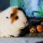 teddy guinea pig - chapter VI