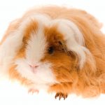 texel guinea pig - chapter I