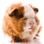 texel guinea pig - chapter II