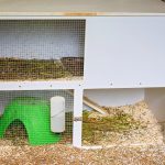 texel guinea pig - chapter IV