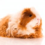 texel guinea pig - chapter VI